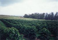 Pumehana' Coffee Farm